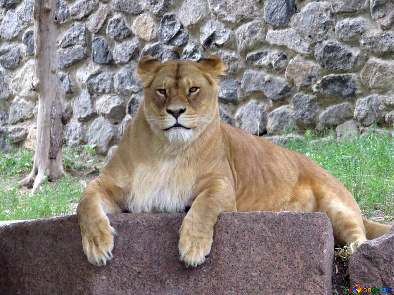 Lioness №44986