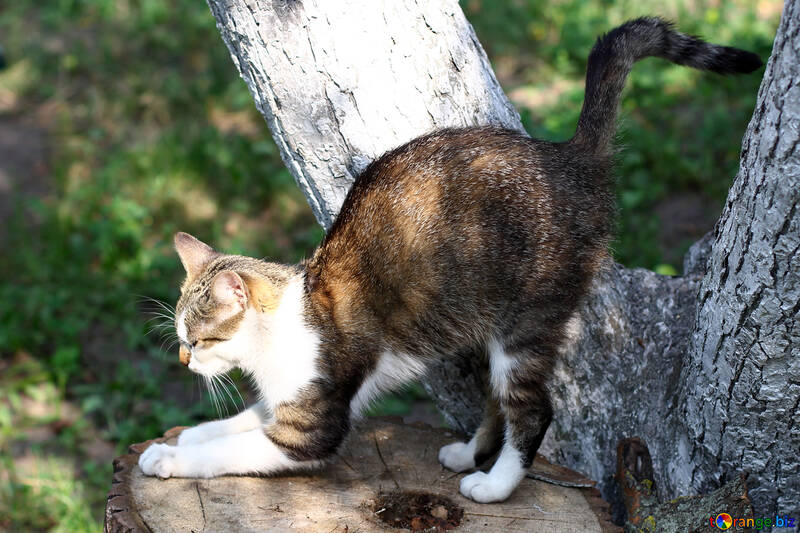 Cat sitting on a tree №44940
