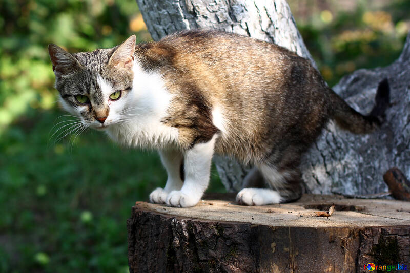 Cat sitting on a tree №44942