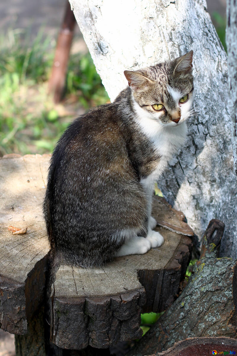 Cat sitting on a tree №44944