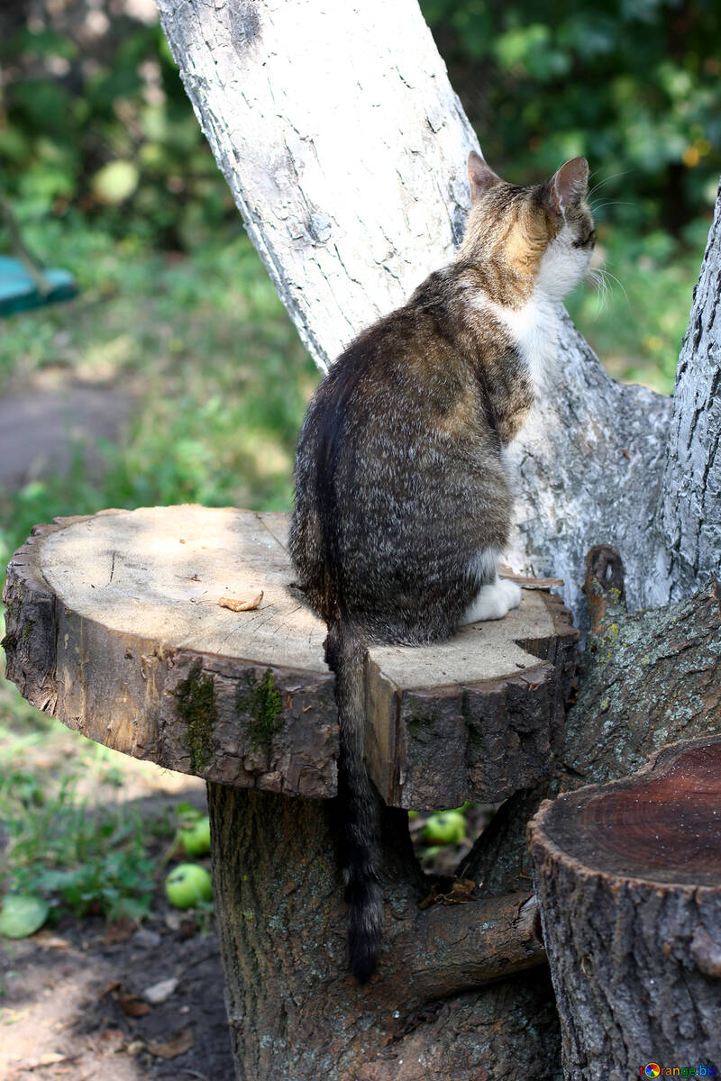 Katze sitzt auf einem Baum №44946