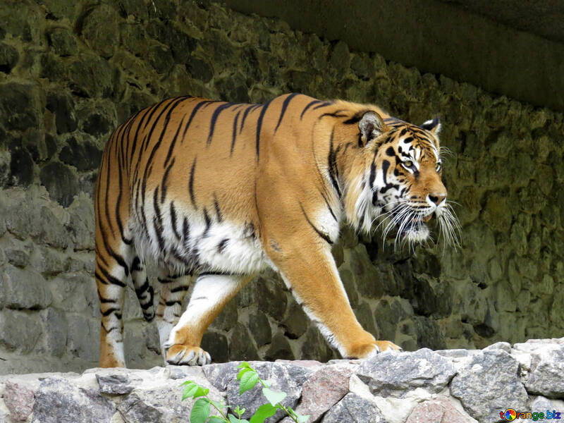 公園内のタイガー №45000