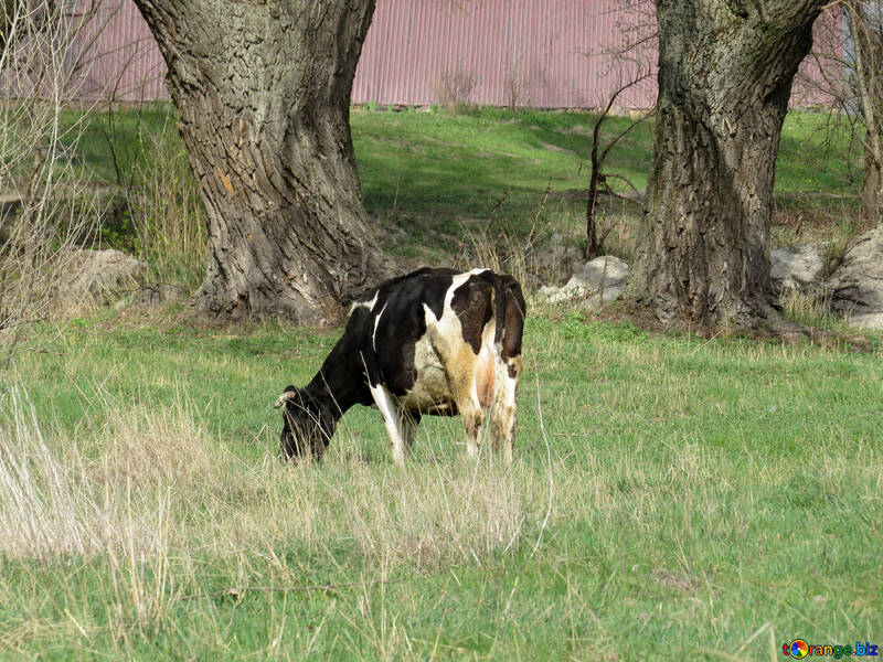 Vaca №44599