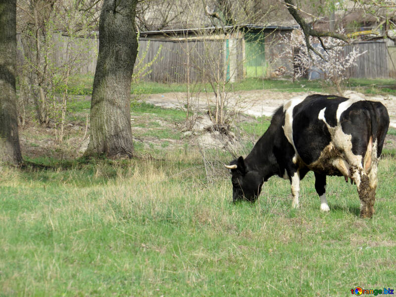 Cow №44600