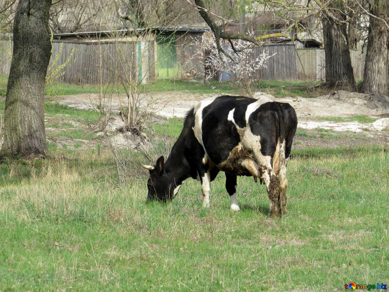 Cow №44601