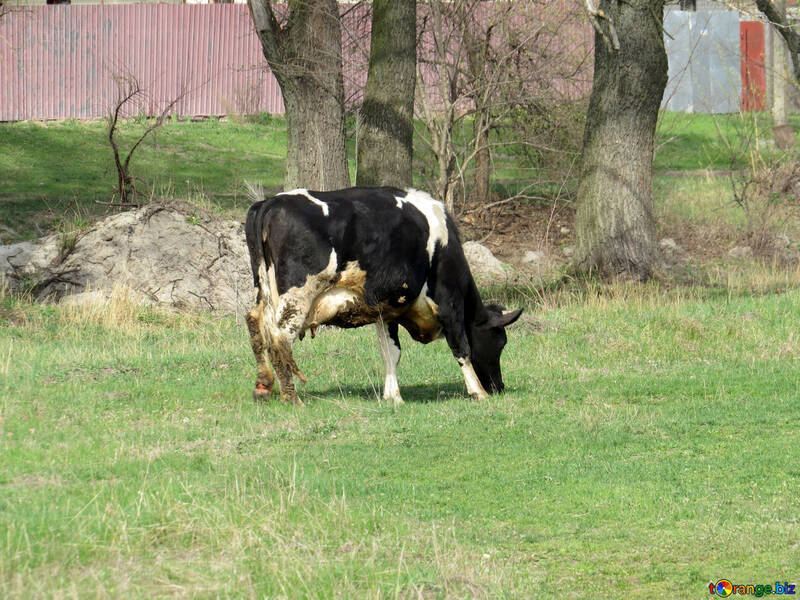 Vache №44603