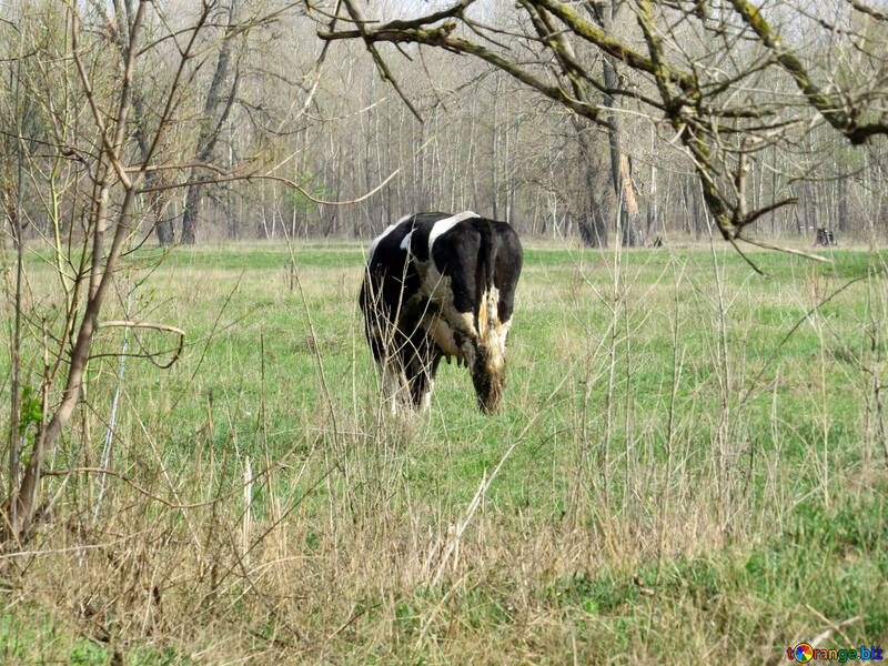 Cow in the meadow №44595