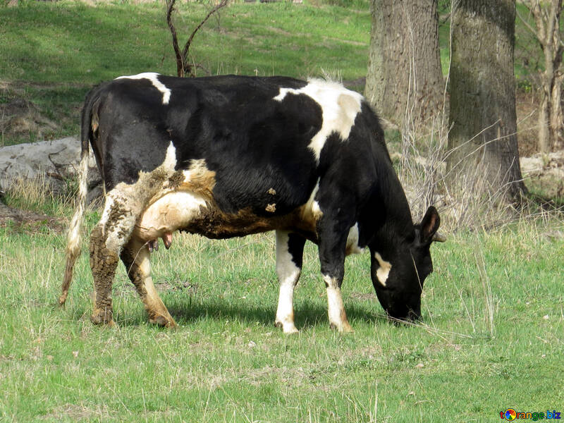 Cow №44602