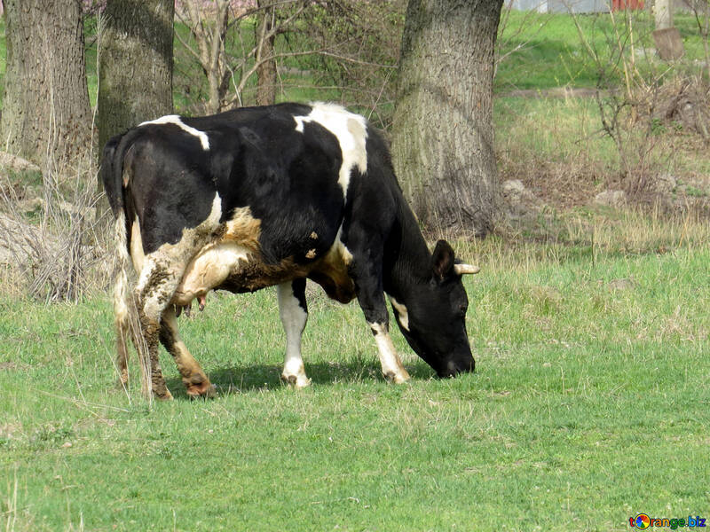 Cow №44604