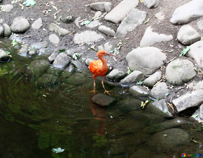 Orange water bird with a long beak №44878