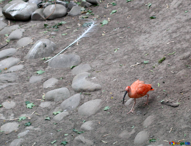 Uccello acqua arancione con un lungo becco №44880