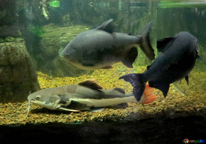 Large ornamental fish №44998