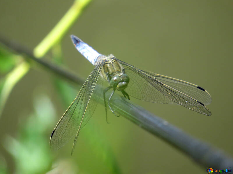 Blue dragonfly №44485
