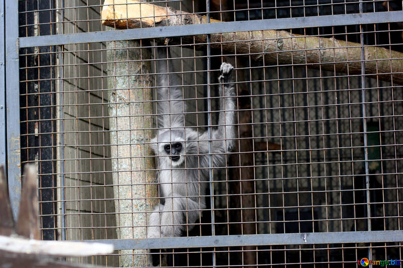 Affe in einem Käfig №44913