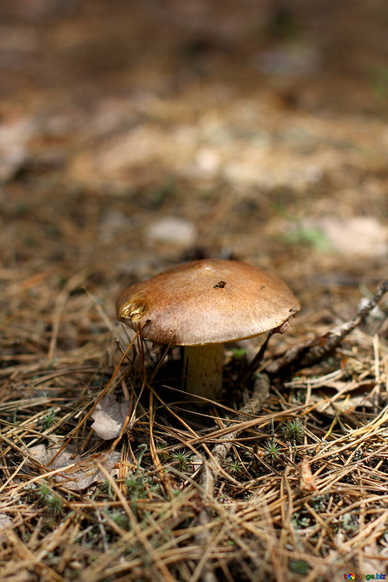 Mushroom suillus №44853