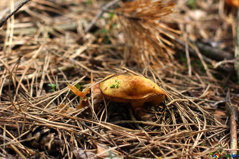 Forest mushroom №44837