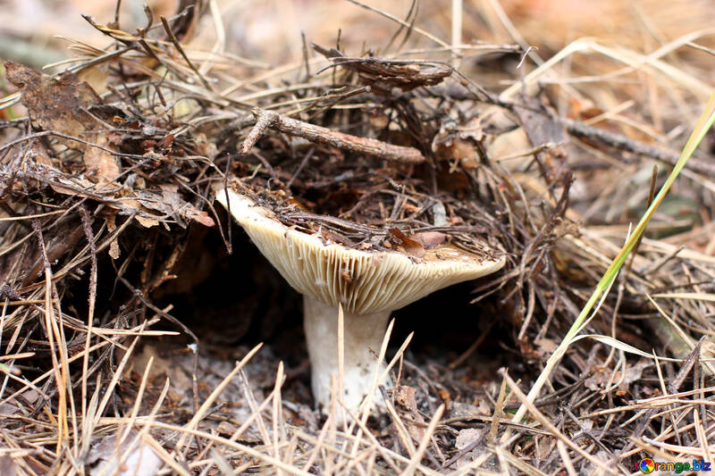 Cogumelo da floresta №44841