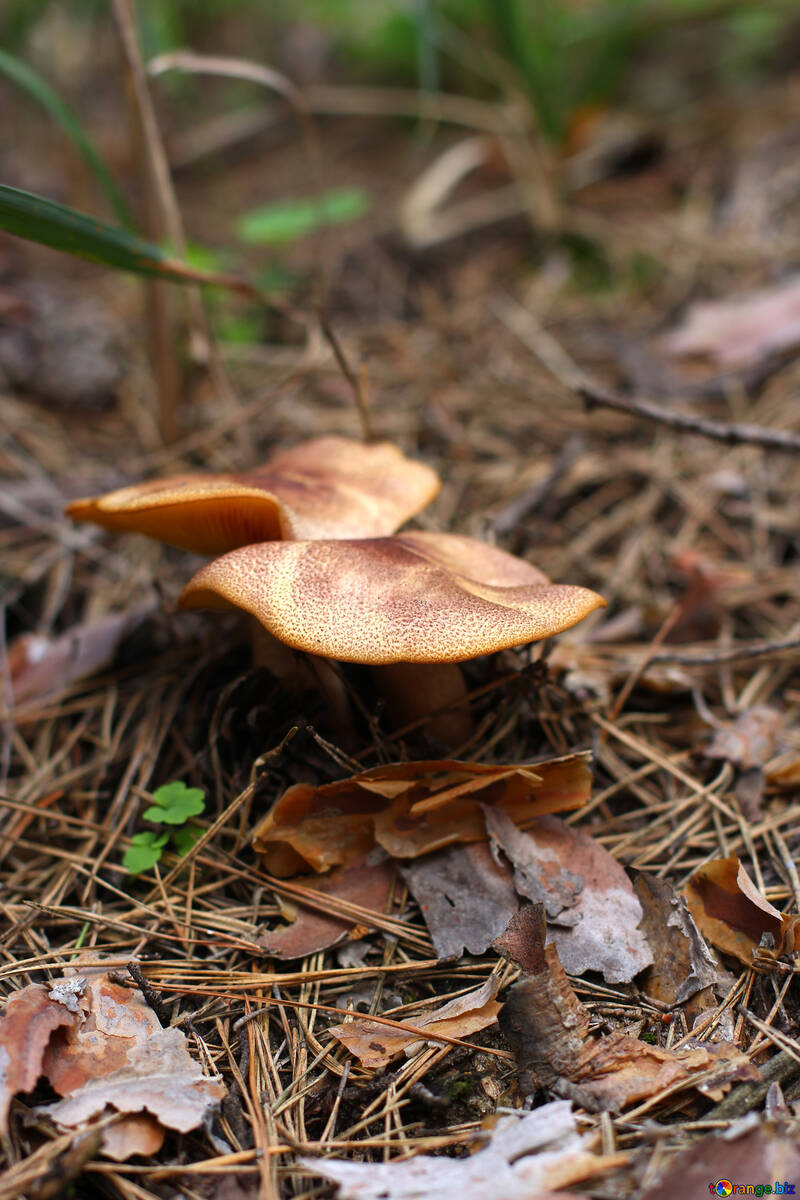 Лісові гриби №44846