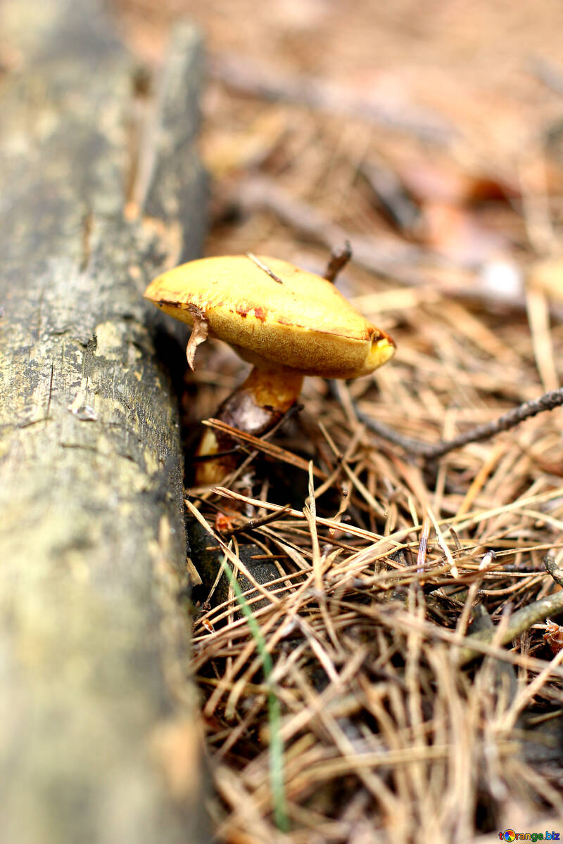 Forest mushroom №44848