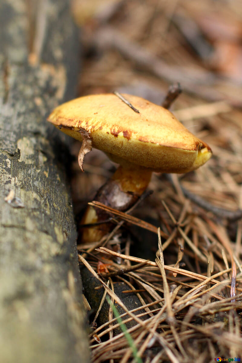 Forest mushroom №44849