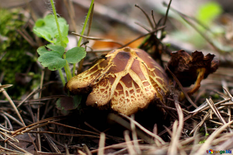 Forest mushroom №44864