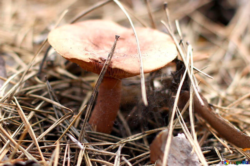 Forest mushroom №44876