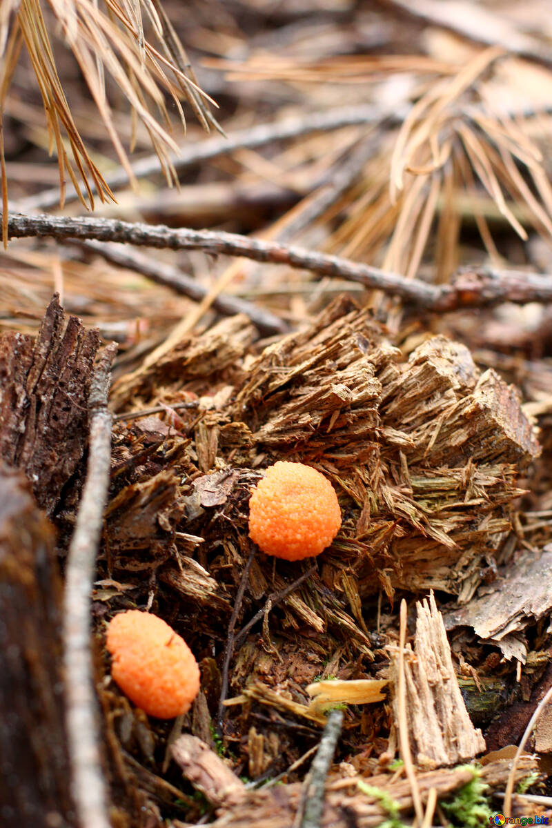 Forest orange mushroom №44839