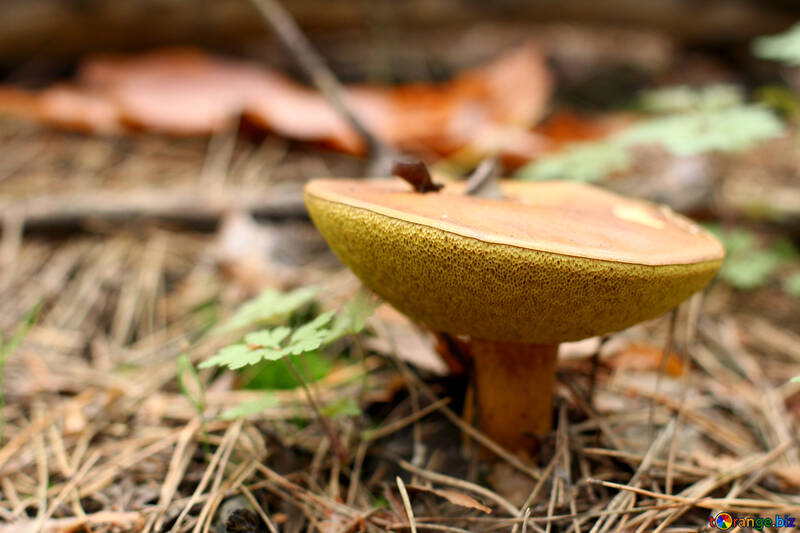 Xerocomus mushroom №44861