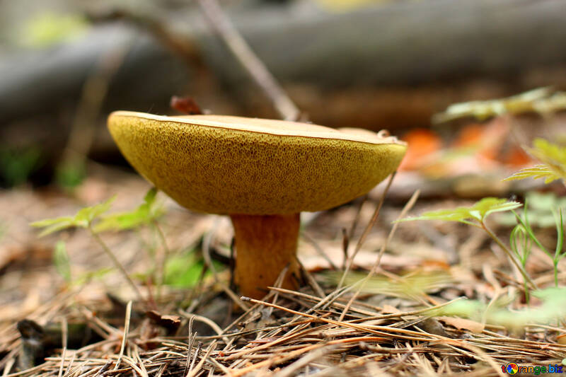 Xerocomus mushroom №44862