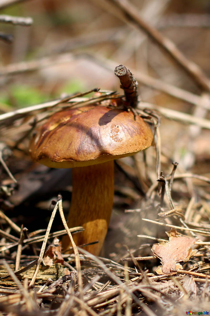 Imleria badia mushrooms №44865