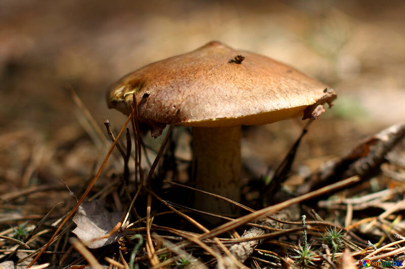 Mushroom suillus №44852