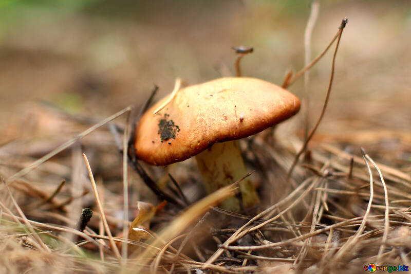 Suillus Mushroom №44854