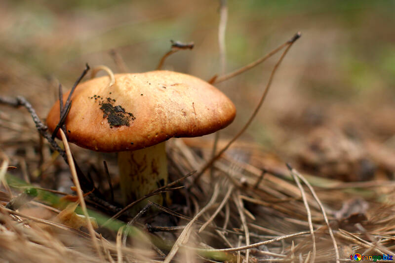 Suillus Mushroom №44856