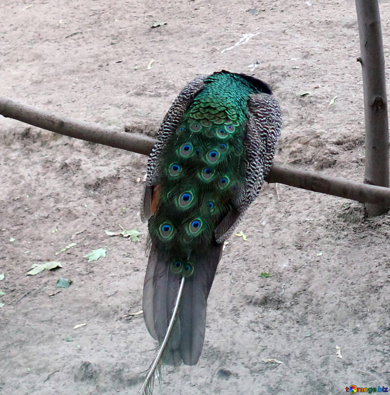 Bird peacock №44883