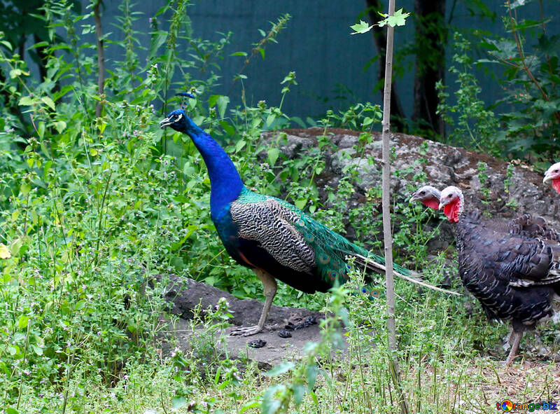 Bird peacock №44909