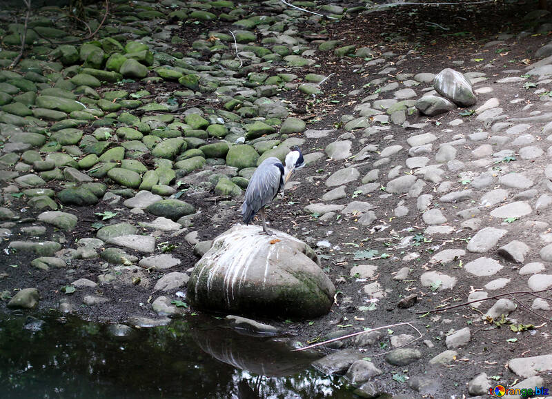Vogel auf einem Felsen №44879