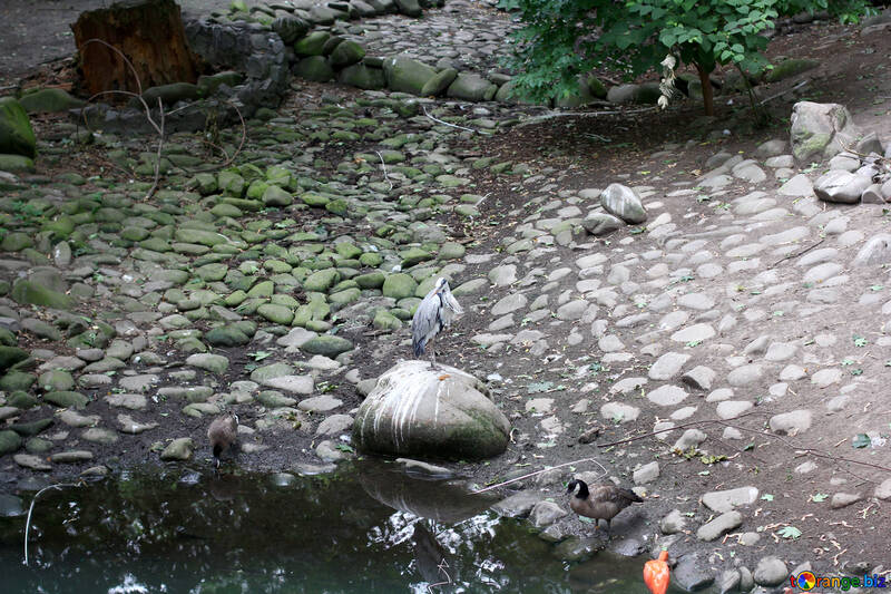 Vogel auf einem Felsen №44881
