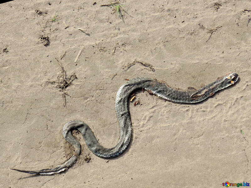 Serpent mort №44605
