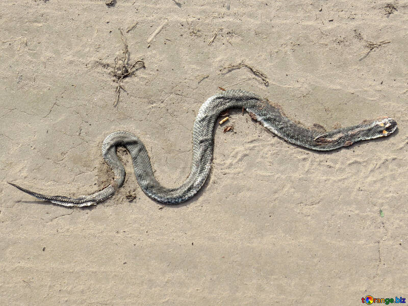 Dead snake №44606