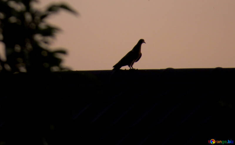 Silhouette d`un oiseau au coucher du soleil №44470