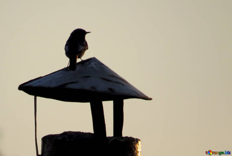 Silhouette d`un oiseau au coucher du soleil №44472