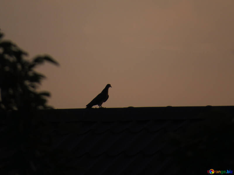 Silhouette eines Vogels bei Sonnenuntergang №44475