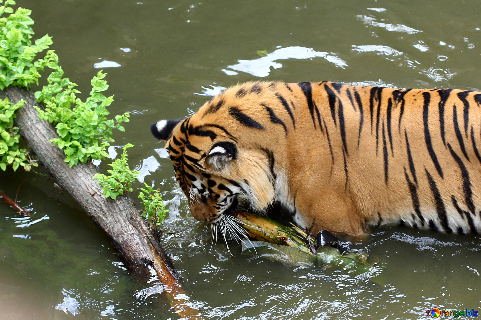 Tiger bathing free image - № 45713