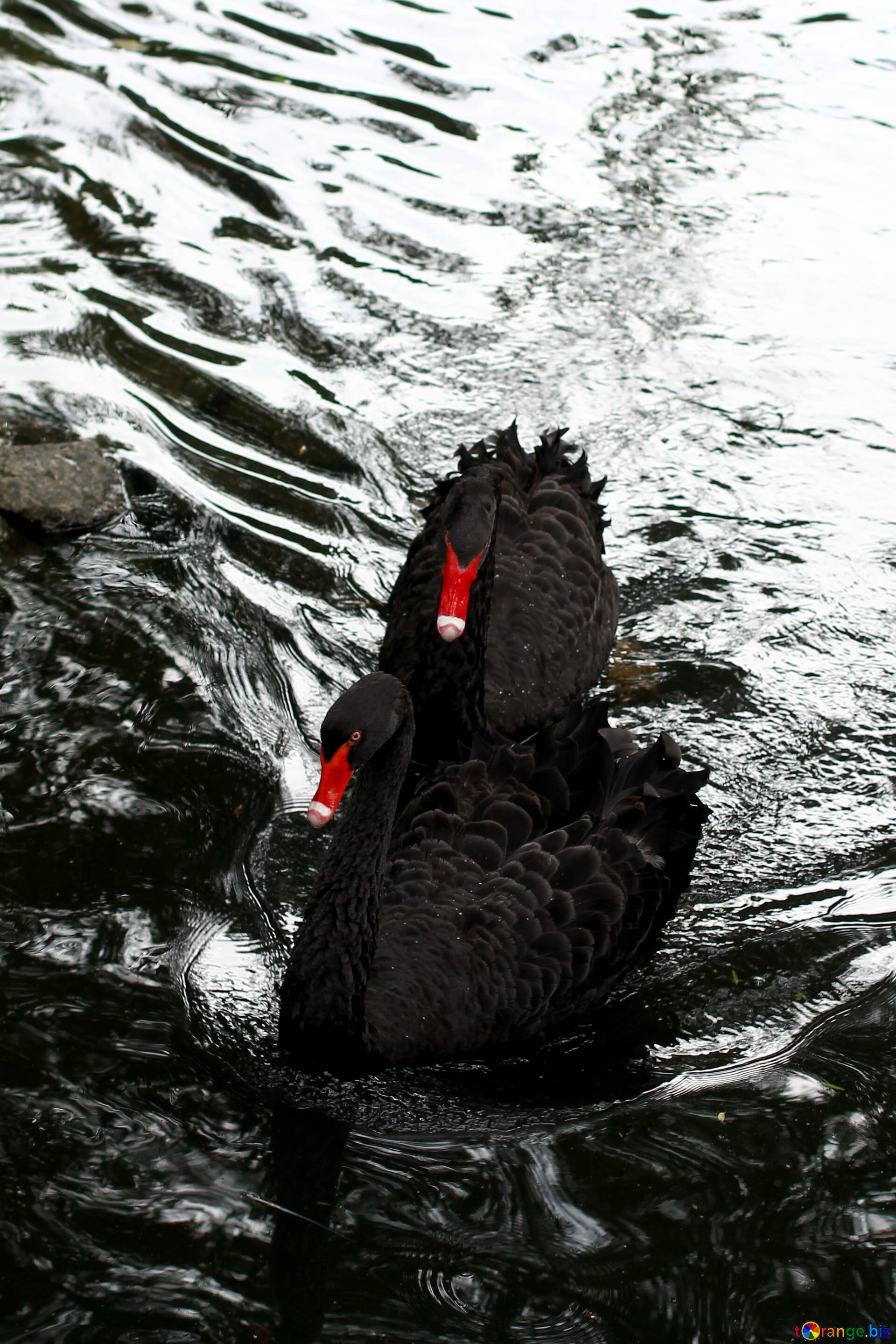 Black swans image black swan on the water images park № 45963 | torange.biz ~ free pics on license