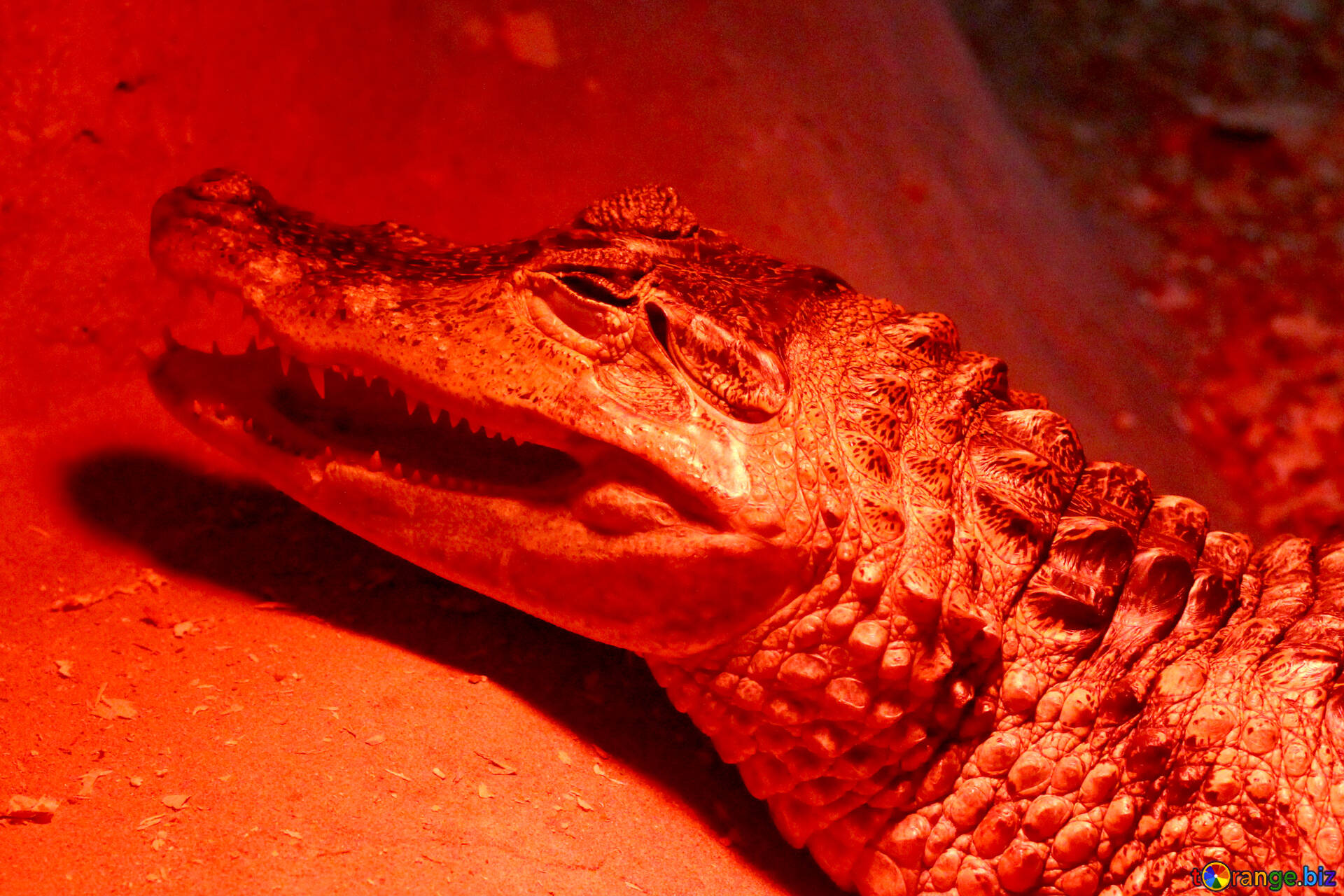 gasformig Fjerde maske Red crocodile free image - № 45792