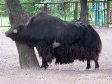 bisonte №45167