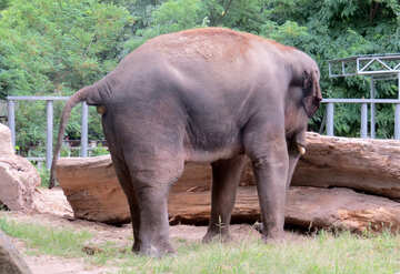 Elephant №45078