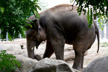 Elefant №45833
