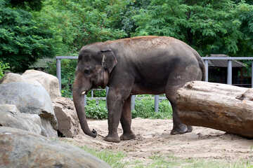 Elephant №45835