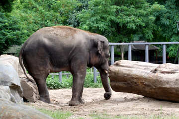 Elephant №45836